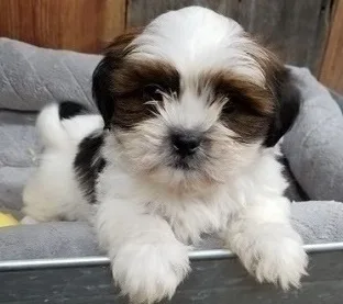 Adorable shih tzu puppies available