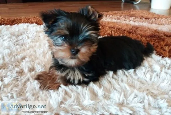 Meet victoria our female teacup yorkie