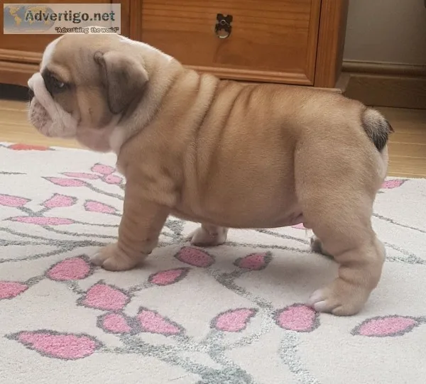  ursula  pure breed english bulldog 