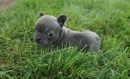French bulldog puppies
