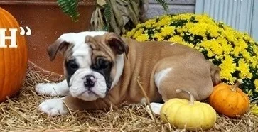 First-class english bulldog puppies 
