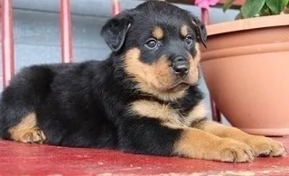 Rottweiler puppies available to go