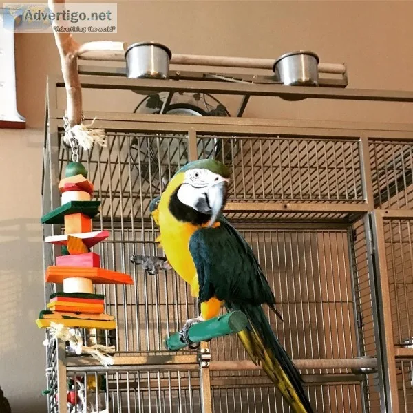Talking baby macaw