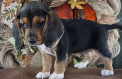 Delightful beagle puppies