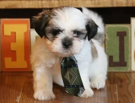 Adorable shih tzu puppies available