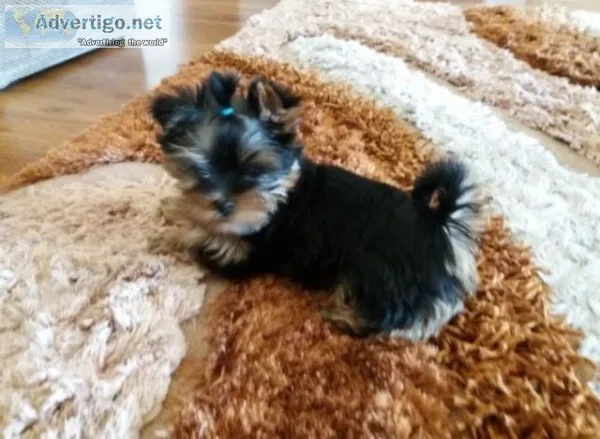 Meet victoria our female teacup yorkie