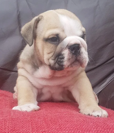  ursula  pure breed english bulldog 