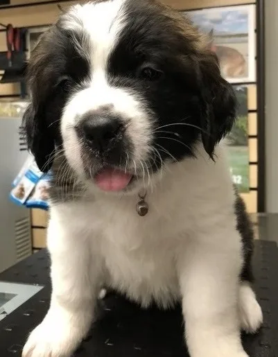 Brave saint bernard puppies