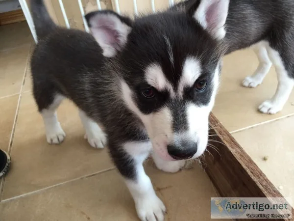 Blue eyes siberian husky puppy