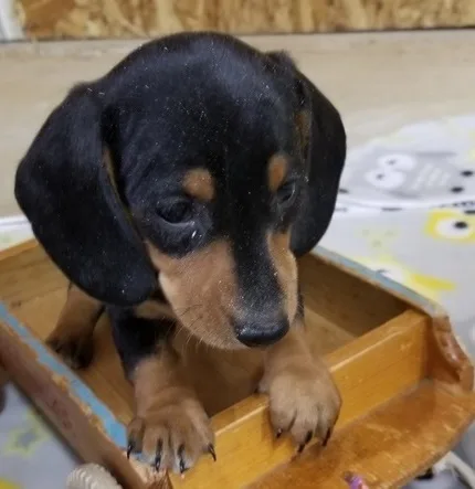 Purebred miniature dachshund puppies