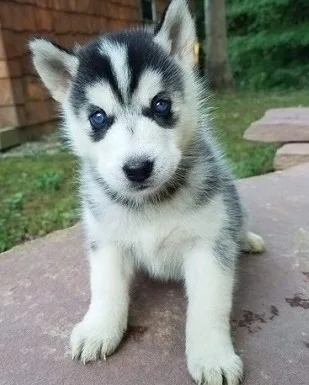 Sensible siberian husky puppies