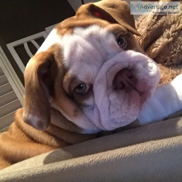 English bulldog puppies akc reg only 2 l
