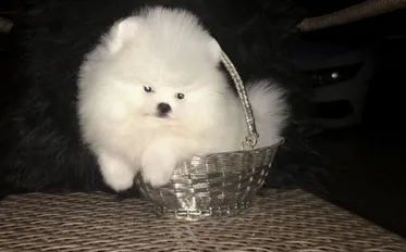 Perfect pomeranian puppies