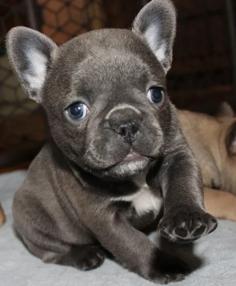 French bulldog puppies
