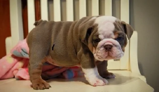 First-class english bulldog puppies 