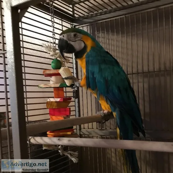 Talking baby macaw