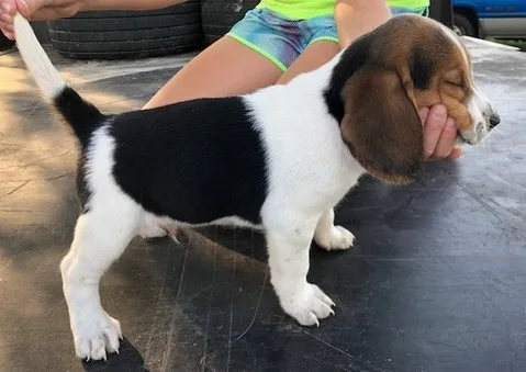 Delightful beagle puppies
