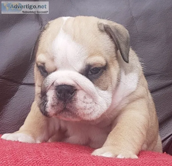  ursula  pure breed english bulldog 