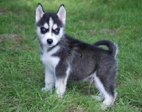 Sensible siberian husky puppies