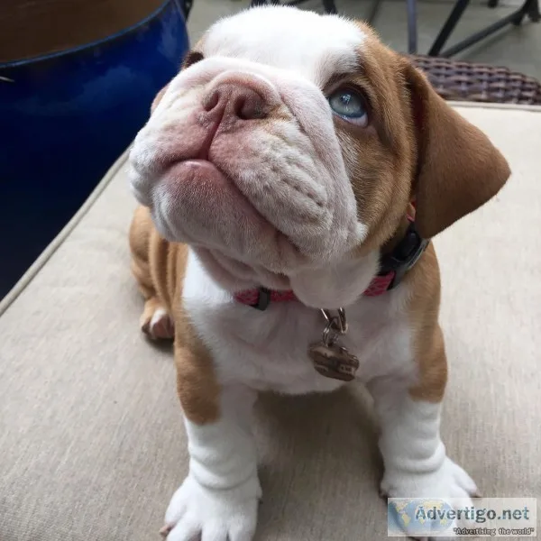 English bulldog puppies akc reg only 2 l