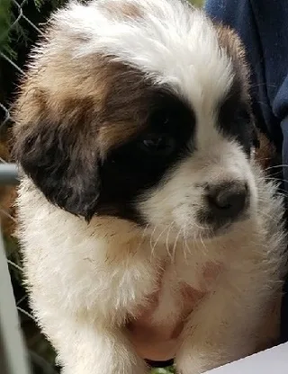 Brave saint bernard puppies