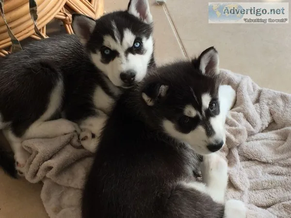Blue eyes siberian husky puppy