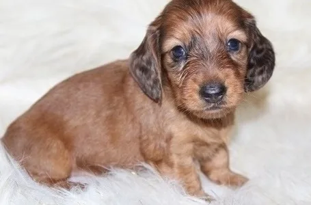 Purebred miniature dachshund puppies