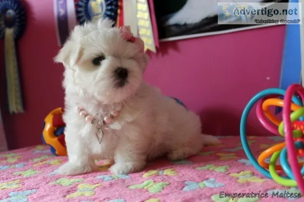Akc reg males female maltese puppy