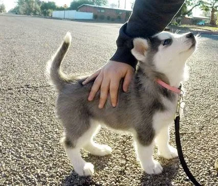 Sensible siberian husky puppies