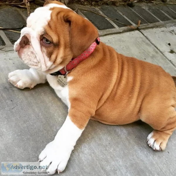 English bulldog puppies akc reg only 2 l