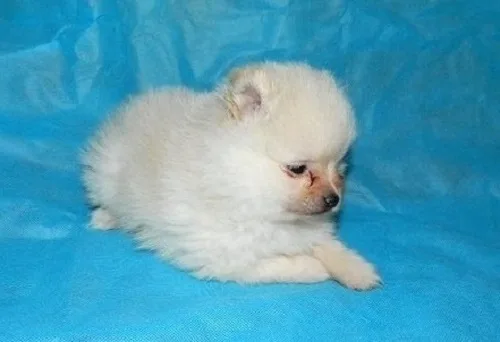 Perfect pomeranian puppies