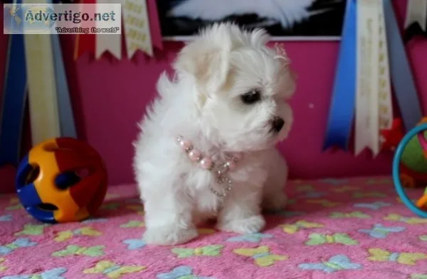 Akc reg males female maltese puppy