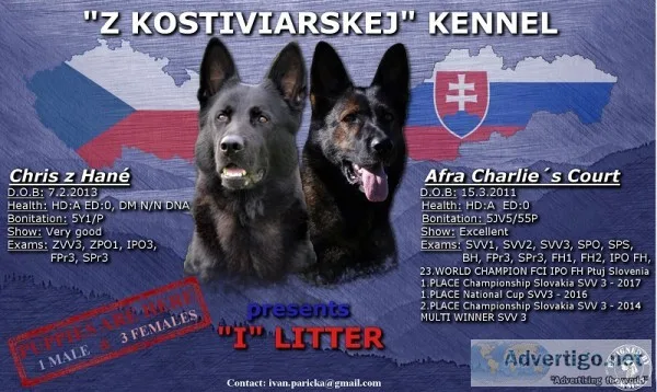 German shepherd puppies for sale