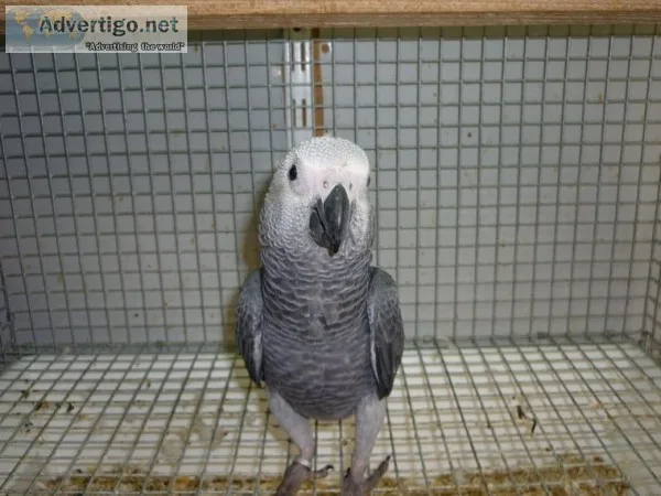 African grey parrot for sale