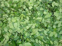 Moringa seeds /moringa oil