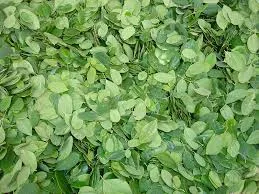 Moringa seeds /moringa oil
