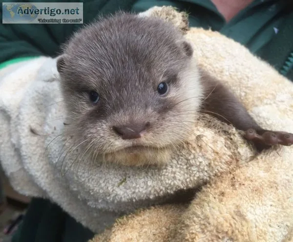 Asian small clawed otters