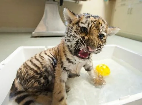 Well tamed white tiger cubs 
