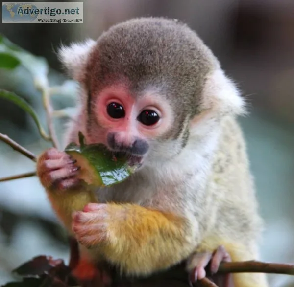 Monkey available