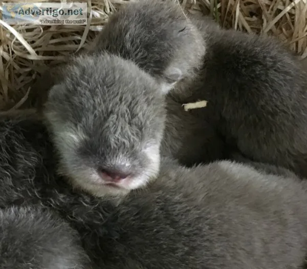 Asian small clawed otters