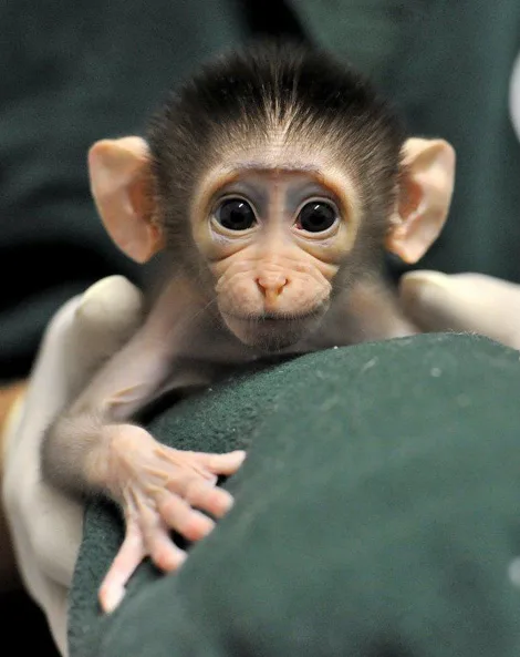 Monkey available