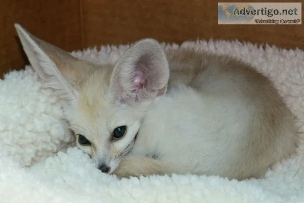 Charming fennec fox available