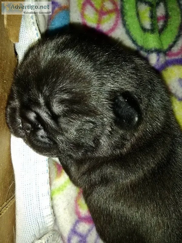 Black pug puppies