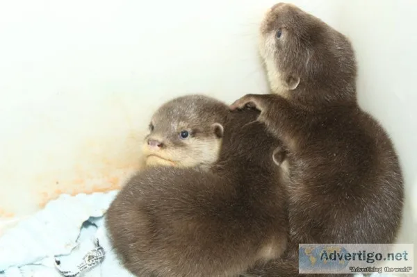Asian small clawed otters