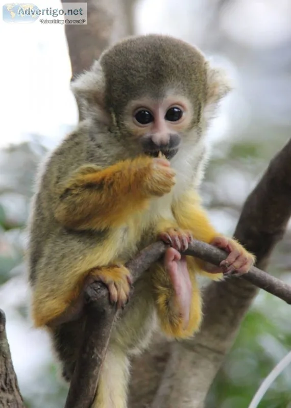 Monkey available