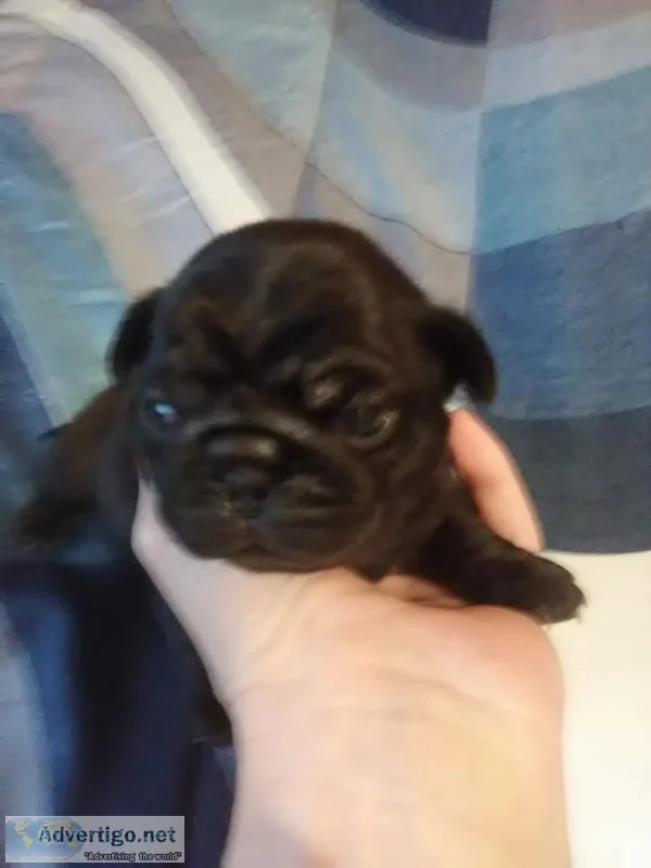 Black pug puppies