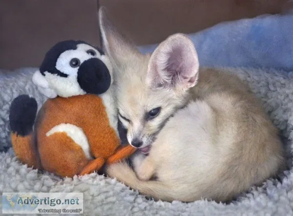 Charming fennec fox available