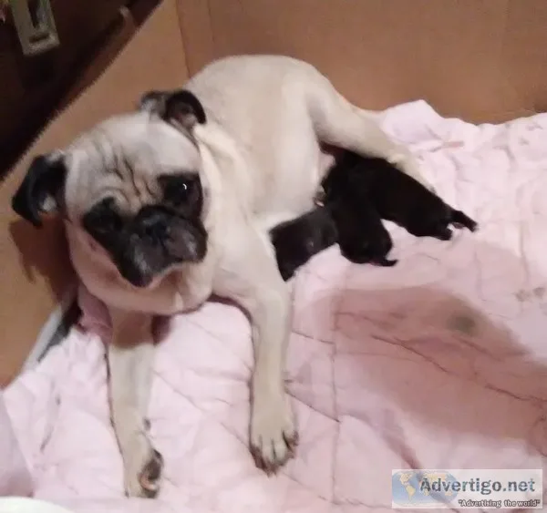 Black pug puppies