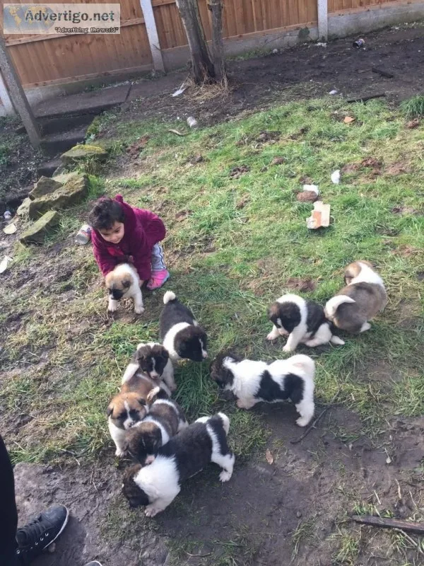 Gorgeous akita puppies available
