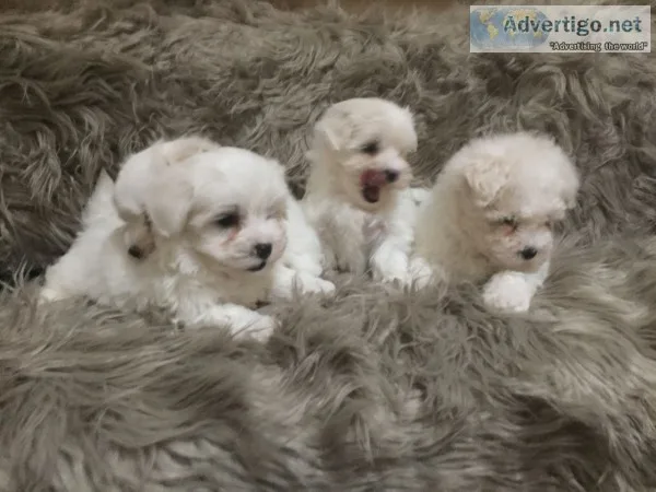 Registered maltese pups 